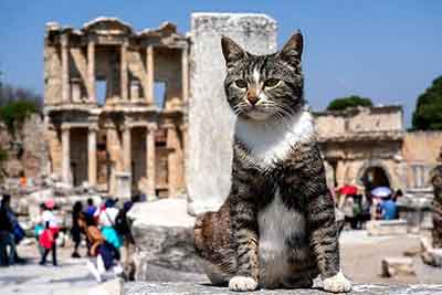Cats in Ephesus